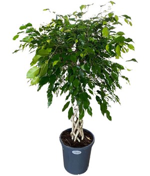 Ficus Nitida 'Geflochtener Stamm' ca. 100-110 cm hoch