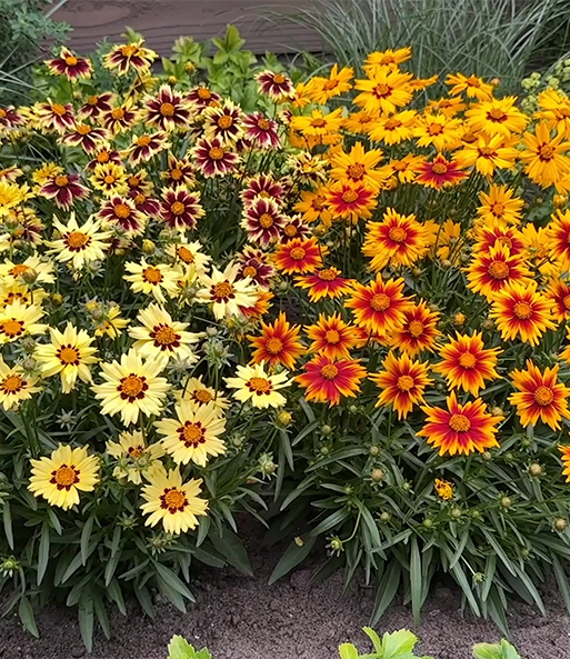 Link zum YouTube Video 9890_Coreopsis 'Solar® Mix'