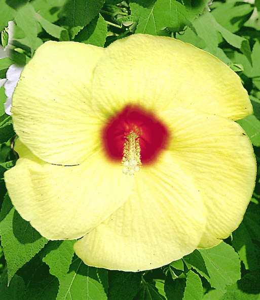 Hibiskus-Staude 'Old Yella®'