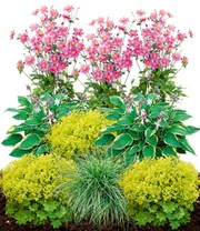 Staudenbeet 'Schattengarten'