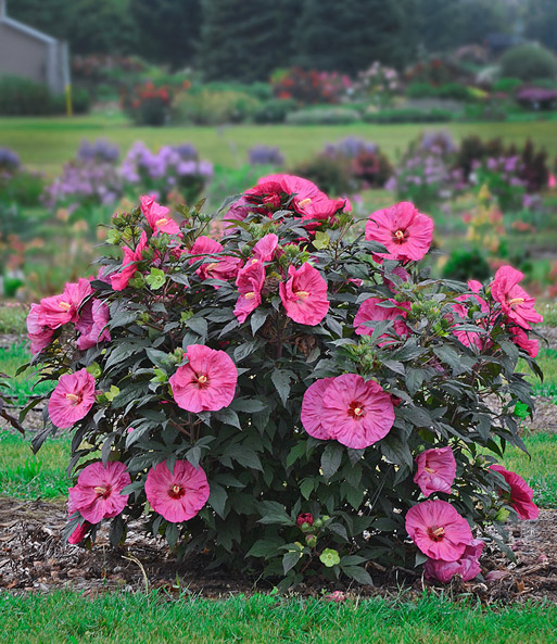 Winterharter Hibiskus 'Summerific®' 'Farb-Mix'