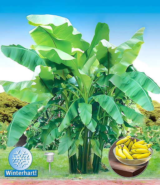 Winterharte Banane 'grün'