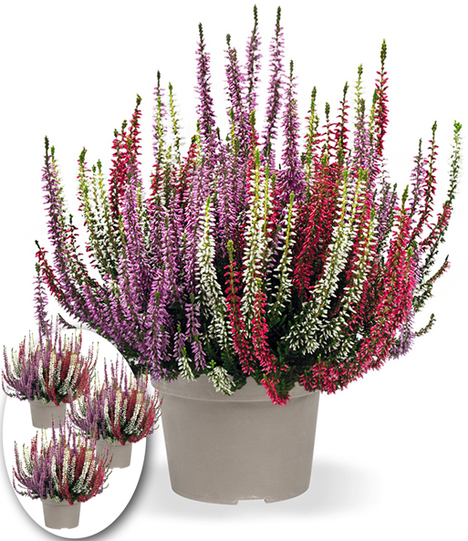 3er-Set Calluna Knospenheide 'Gardengirls®' Tricolor, je im 13 cm-Topf