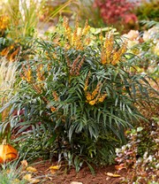 Mahonie 'Volcano®' (MYOY®)