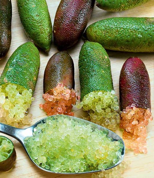 Mehrere Kaviar-Limetten in verschiedenen Farben liegen auf einem Holztisch. Einige sind Aufgeschnitten und Ihr Kaviar ähnliches Fruchtfleisch quillt etwas heraus. Davor liegt ein gehäufter Löffel mit Fruchtfleisch.