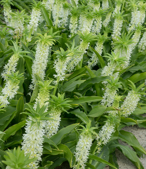 Schopflilie (Ananasblume) 'Autumnalis'