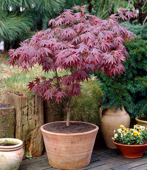 Japanischer Ahorn 'Burgund'