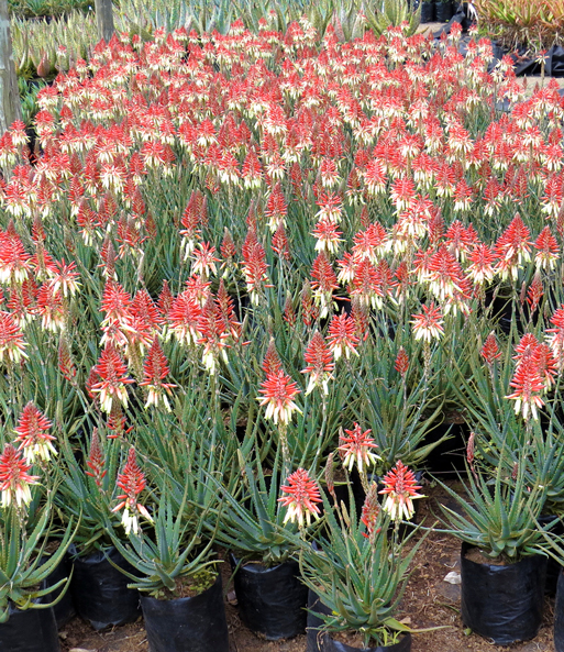 Aloe 'Safari Sunrise®'