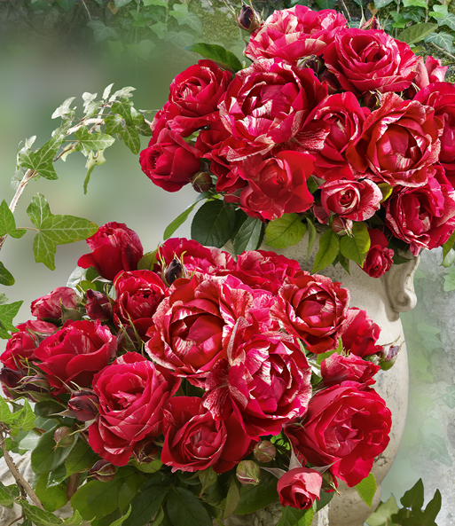 Maler-Rose® 'Henri Matisse®'