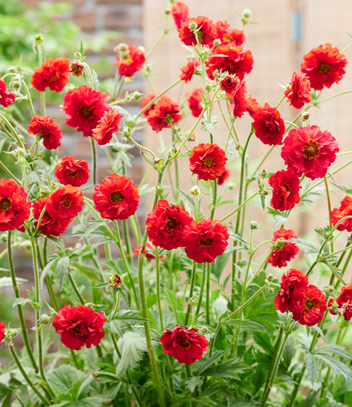 Die Geum „Firestarter“ blüht in einem kräftigen einem rot-orange.