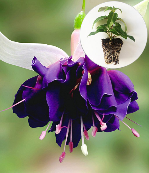 Riesen-Fuchsie 'Deep Purple'