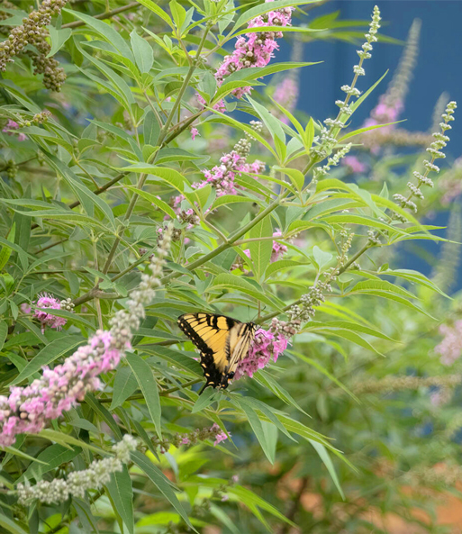 Mönchspfeffer 'Galactic Pink®'
