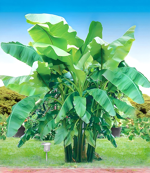 Winterharte Banane