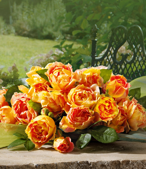 Maler-Rose® 'Paul Cézanne®'