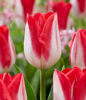 Tulpe 'Kissable'