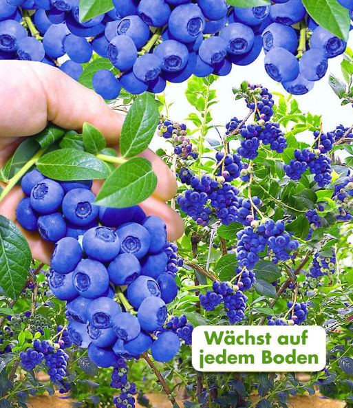 Beeren-Kollektion