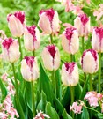 Crispa-Tulpe 'Eyelash'