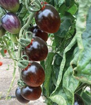Veredelte Cocktail-Tomate 'Black Moon' F1