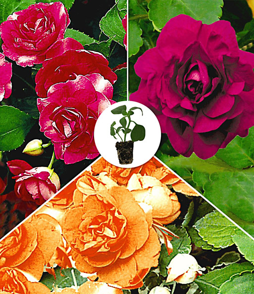 Doppelt gefüllte Impatiens Kollektion