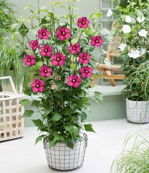 Hibiskus 'Flower Tower Ruby®'