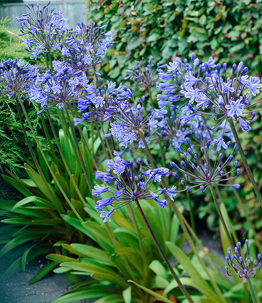 Nahaufnahme der lila-blauen Blüten des Agapanthus „Blue“. Die Pflanzen wurden in Reihe gepflanzt und blühen zeitgleich.