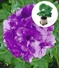Geranie 'Blue Sybil®' PAC®+Weiße Bacopa 'Big Baja'