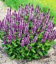 Salvia 'Pink Profusion'