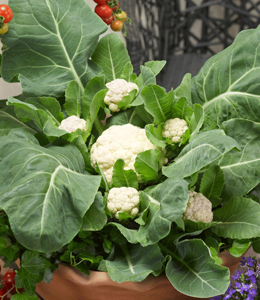 Die weißen Früchte des Multi-Pflück-Blumenkohl sind etwas versteckt unter den großen grünen Blättern.