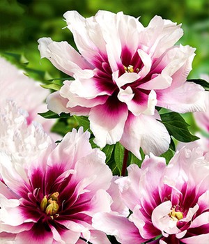 Päonie 'Cora Louise'