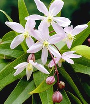 Duft-Clematis 'Armandii'