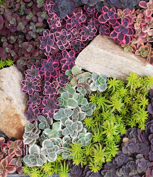 Sedum-Mix 'Dream on'