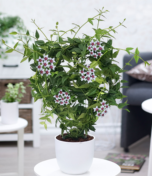 Die Wachsblume 'Hoya Bella' steht in einem weißen Übertopf in einem hellen Raum, das an ein Arbeitszimmer erinnert.