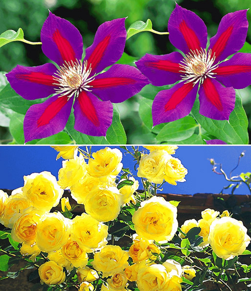 Set Clematis 'Etoile de Malicorne' & Rose 'Dune®'