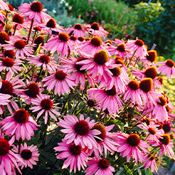 Blumenstauden