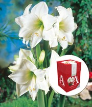 Amaryllis 'Weiße Intokazi' mit Geschenkbox
