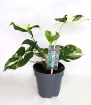 Syngonium Albo variegata