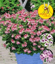 Duft-Geranie 'Moskito-Schocker®'