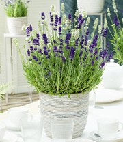 Lavendel 'Ardèche® MixMasters® Airforce'