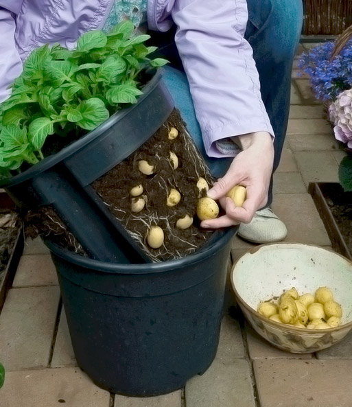 PotatoPot®