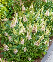 Buddleia-Mix 'Butterfly Candy®'