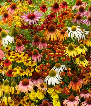 Bienenfreundlich Indian Summer Mix