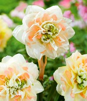Narzisse 'Pom Pom Rose'