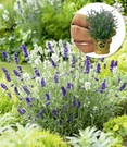 Lavendel 'Ardèche® MixMasters® Airforce'