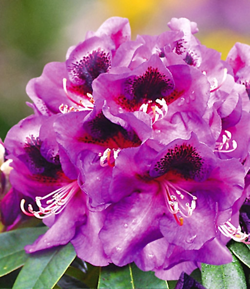 Rhododendron lila