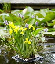 Wasserpflanzen-Insel mit Schwimmring