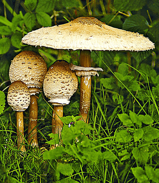 Speise-Pilz 'Parasol'