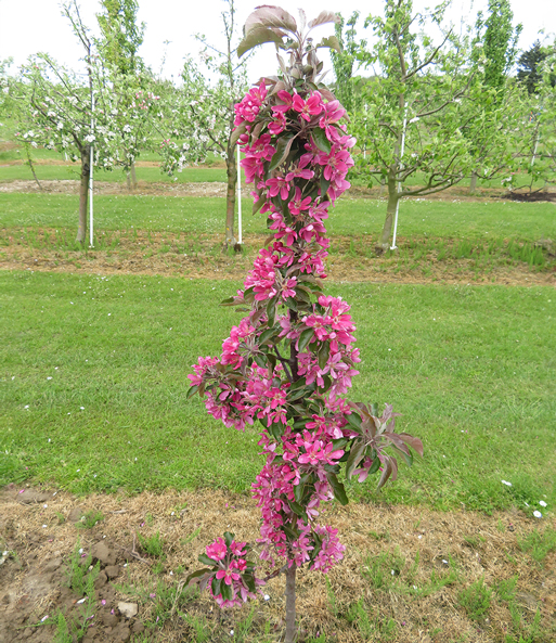 Säulen-Apfel 'Tigawa®'