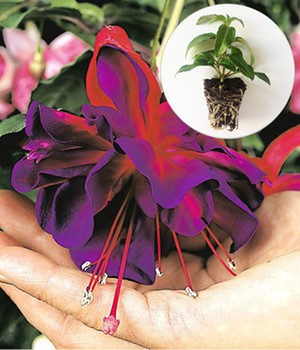 Riesen-Fuchsie 'Voodoo'