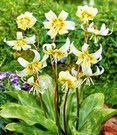 Erythronium 'White Beauty'