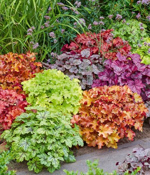 Heuchera-Mix 'Farbenpracht'